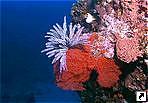 Большой Барьерный Риф, Австралия. 