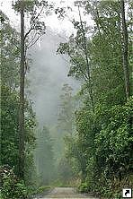 Дождевой лес, Тасмания, Австралия.
