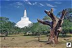 Буддийская ступа Рувановелли (Ruwanweli), Анурадхапура (Anuradhapura), Шри-Ланка.