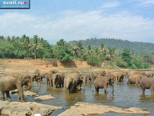 Национальный парк Яла (Yala), Шри-Ланка.