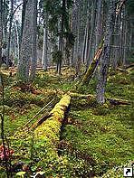 Лахемаа (Lahemaa) - национальный парк на южном побережье Финского залива, Эстония.