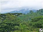 Джунгли, провинция Ареналь, Коста-Рика.