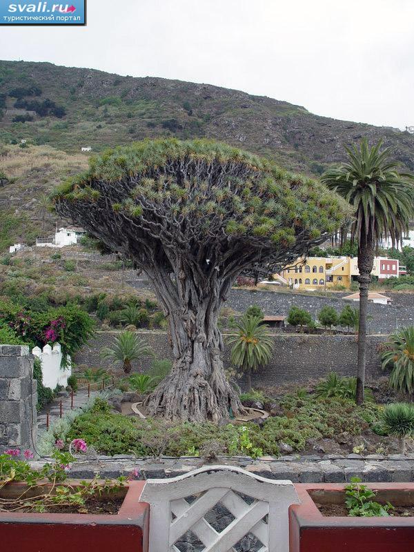 1000-летнее дерево, остров Тенерифе, Канарские острова.