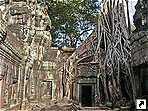 Храм Та Пром (Ta Prohm), Ангкор, Камбоджа.