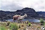 Национальный парк Cajas, Эквадор.