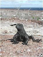   (Genovesa),   (Galapagos islands), .
