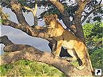 Национальный парк Матусадона, Зимбабве.