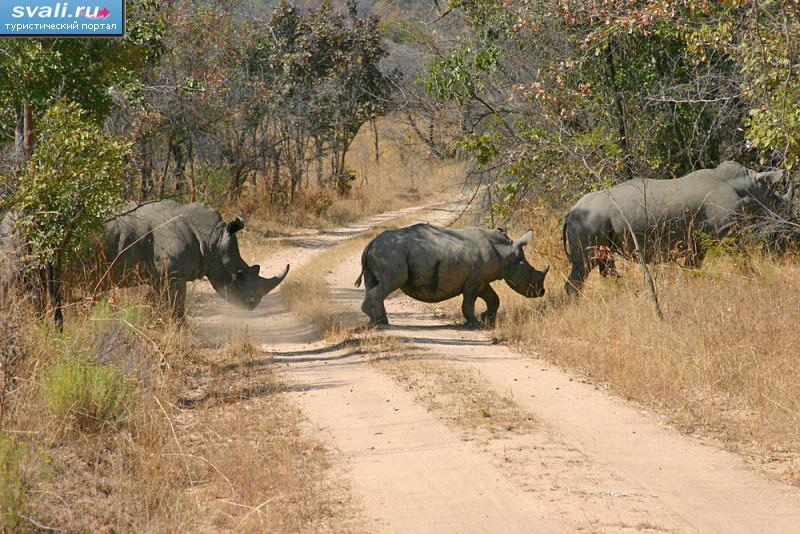 Национальный парк Замбези, Зимбабве.