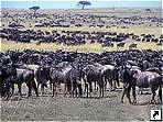 Антилопы Гну, Национальный парк Масаи-Мара, Кения.