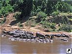 Бегемоты, Национальный заповедник Самбуру, Кения.