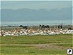 Пеликаны, озеро Накуру, Кения.