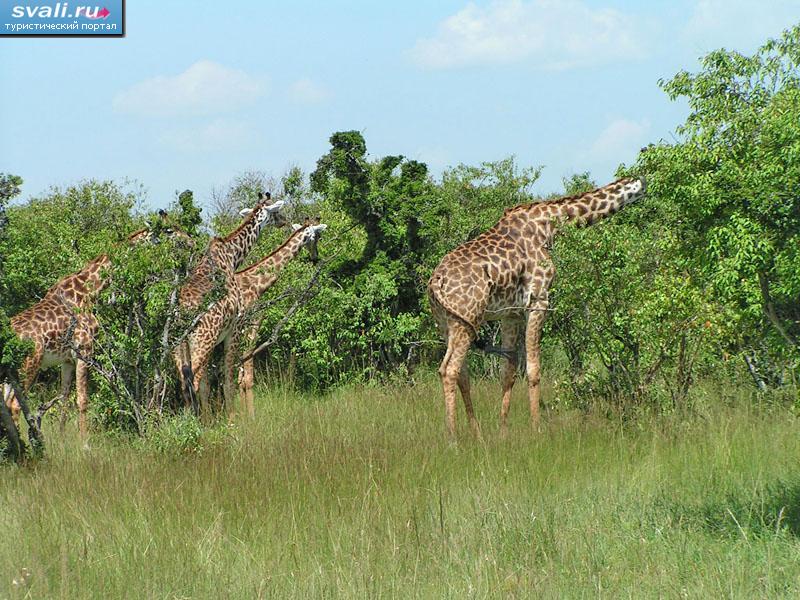 Национальный парк Масаи-Мара, Кения.