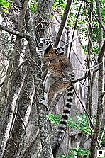 Кольцехвостый лемур, заповедник Анжа (Anja Reserve), Амбалавау ( Ambalavao), Мадагаскар.