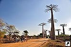 Аллея Баобабов (Avenue de Baobab), Мурундава (Morondava), Мадагаскар.