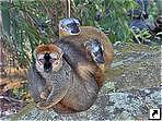 Коричневые лемуры, национальный парк Исалу (Isalo), Мадагаскар.