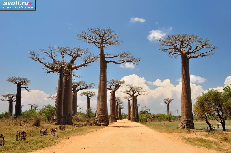 Аллея Баобабов (Avenue de Baobab), Мурундава (Morondava), Мадагаскар.
