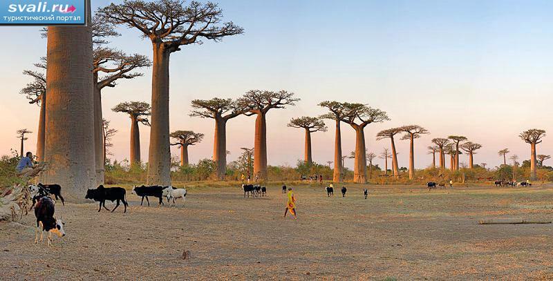 Аллея баобабов (Avenue de Baobab), Мурундава (Morondava), Мадагаскар.