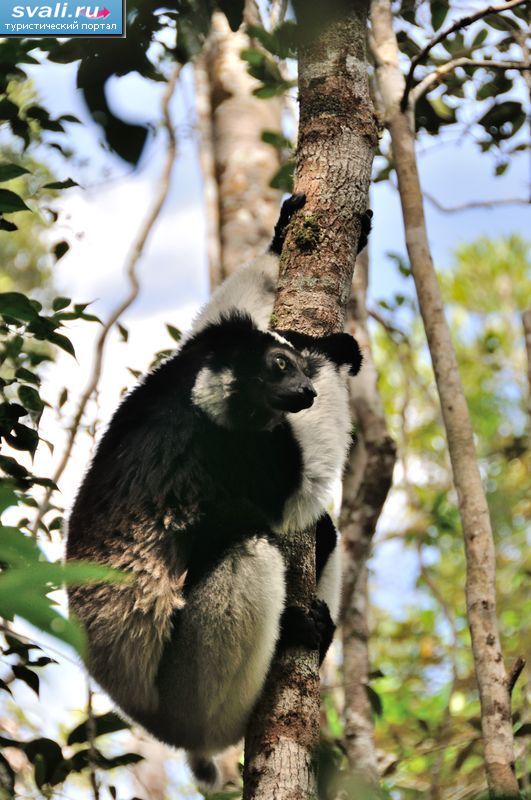 Лемур индри (Indri), заповедник Перинет (Perinet), Мадагаскар.