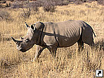 Белый носорог, Намибия.