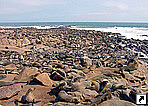 Кейп-Кросс, колония капских тюленей, Намибия.