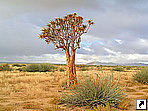 Колчанное дерево, Намибия.