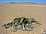 Вельвечия, пустыня Намиб, Намибия.