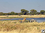 Национальный парк Этоша,  Намибия.