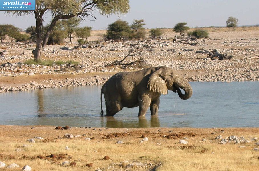 Национальный парк Этоша,  Намибия.