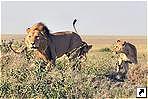 Национальный парк Серенгети (Serengeti), Танзания.