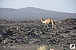 Местность вокруг вулкана Эрта Але, впадина Данакиль (Danakil Depression), Додом, Эфиопия.