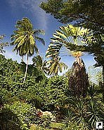 Ботанический сад Барбадоса.