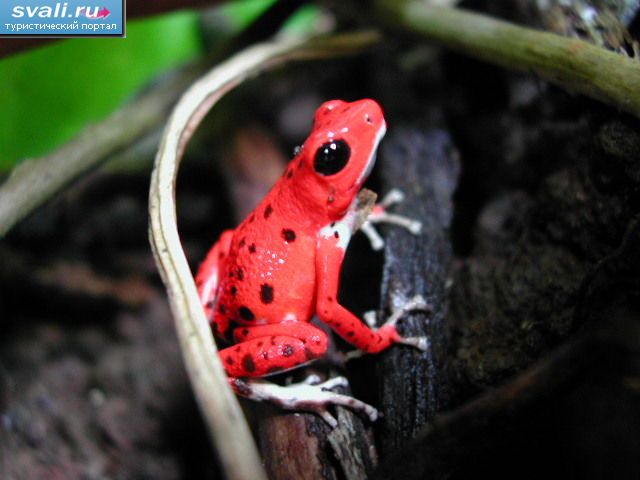 Красная лягушка (Red Frog,  Rana Roja), Бокас-дель-Торо (Bocas del Toro), Панама.