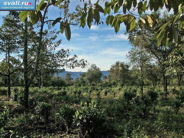 Кофейные и чайные плантации на плато Болавен (Bolaven), провинция Чампасак (Champasak), Лаос.