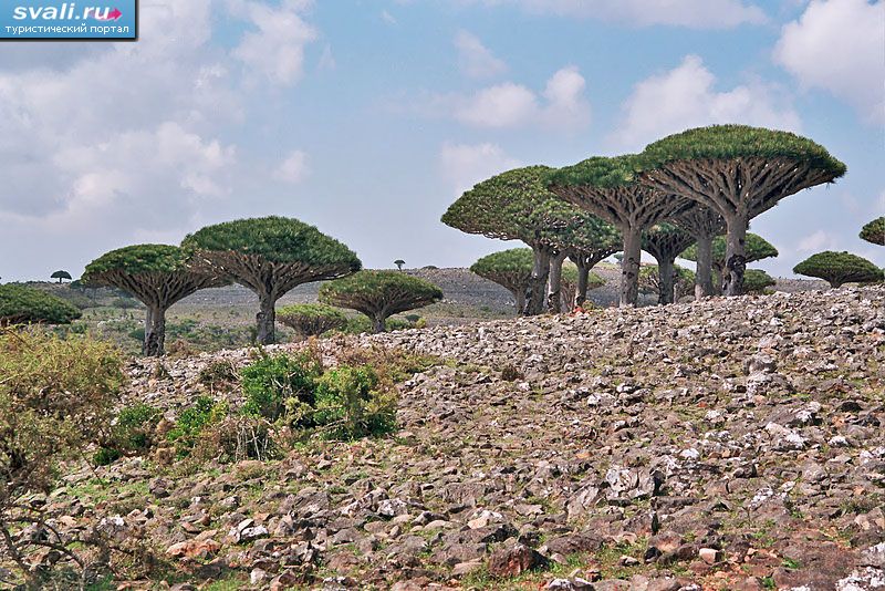 Драконовые деревья, остров Сокотра, Йемен.