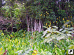 Мангровые заросли на острове Яп, Федеративные Штаты Микронезии.
