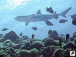 Серая рифовая акула, Федеративные Штаты Микронезии.