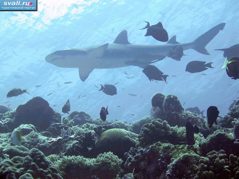 Серая рифовая акула, Федеративные Штаты Микронезии.