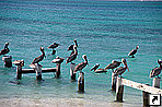 Пеликаны, архипелаг Лос-Рокес, Венесуэла.