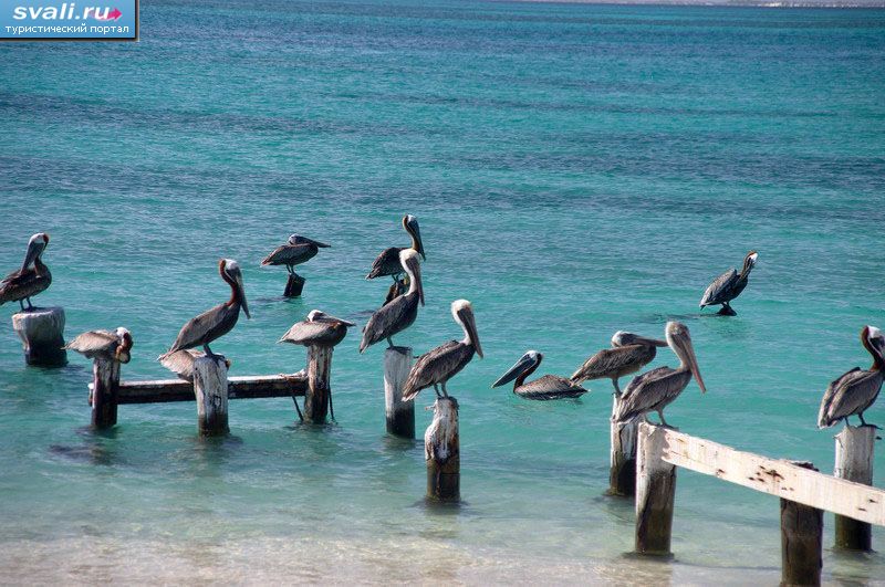 Пеликаны, архипелаг Лос-Рокес, Венесуэла.