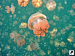 Озеро Медуз (Jellyfish Lake), остров Мечерчар (Mecherchar), острова Рок (Rock Islands), Палау.