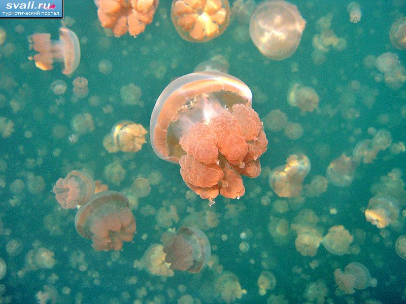   (Jellyfish Lake),   (Mecherchar),   (Rock Islands), .