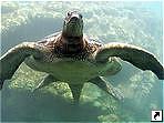 Морская черепаха, Реюньон, Франция.