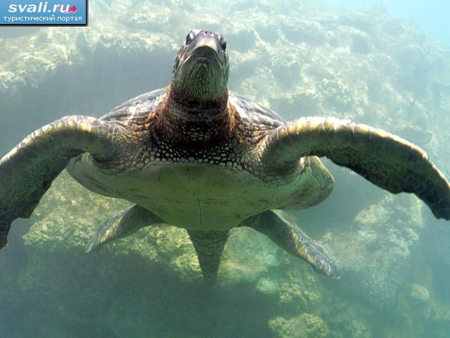Морская черепаха, Реюньон, Франция.