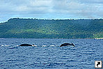 Горбатые киты, Тонга.