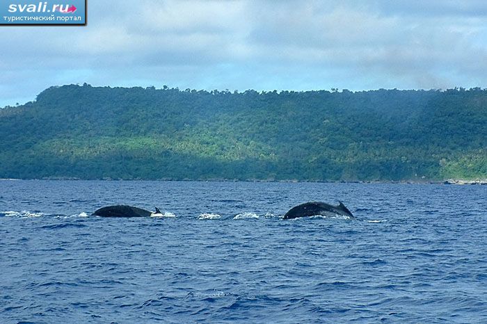 Горбатые киты, Тонга.