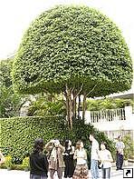 Дерево-гриб, Макао, Китай.