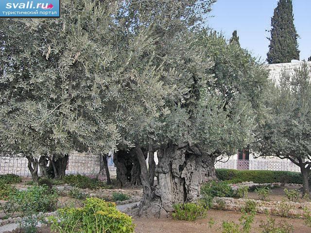 Оливы в Гефеманском саду на Масличной горе, Иерусалим, Израиль.