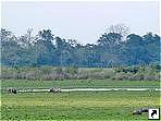 Национальный парк Казиранга (Kaziranga), штат Асом (Asom, старое название - Ассам, Assam), Индия.