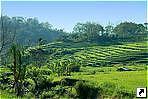 Рисовые террасы на острове Флорес (Flores), Индонезия.