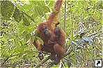 Орангутан с детёнышем, национальный парк Лёсер (Leuser National Park), Букитлаван (Bukitlawang), Медан (Medan), остров Суматра (Sumatra), Индонезия.